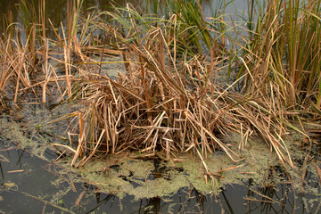 Cattails and reeds on river at autumn