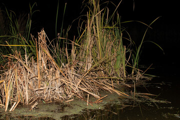 Cattails and reeds on river at night