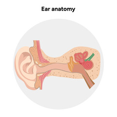 Obraz premium Inner Ear structure and function anatomy. Human ear vestibular system