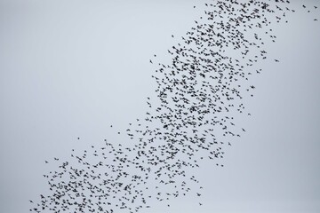 Wrinkle lipped free tailed bat exodus