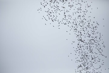 Wrinkle lipped free tailed bat exodus