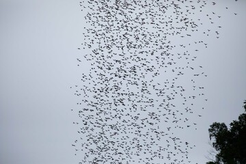 Wrinkle lipped free tailed bat exodus
