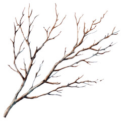 Obraz premium PNG Dry branchs art illustration watercolor.