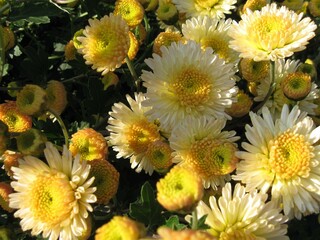 Delicate white chrysanthemums with a slight yellowish tint in the center. A close-up of the flowers...