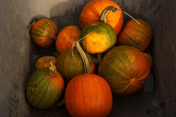 pumkins