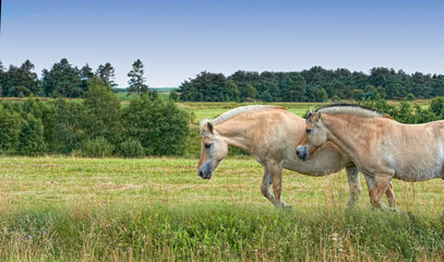 Horse, group and countryside with farm field, agriculture and grass with equestrian, riding animal and nature. Green, stallion and mare with herd and landscape, sustainable and view in Ireland