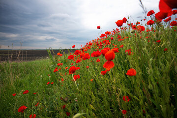 Obraz premium Field of Red Poppies Blooming Under Cloudy Sky 