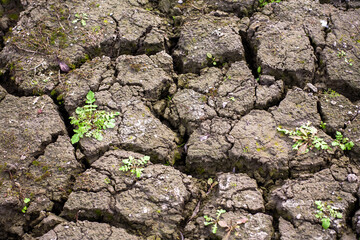 The soil is cracked after a severe drought, the black soil of Ukraine.