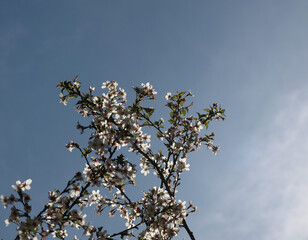 Blooming white cherry blossoms on a blue spring background