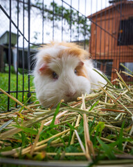 guinea pig