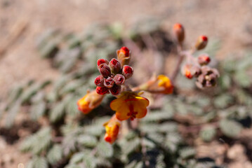 flores coloridas en San Pedro, desierto de Atacama, Chile