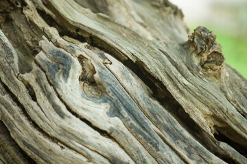 tree bark
