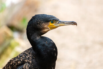 Portrait of great black cormorant, Phalacrocorax carbo, black shag or kawau