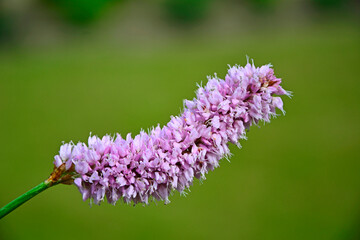 Rdest wężownik na zielonym, rozmytym tle, różowy rdest, Bistorta officinalis, Persicaria bistorta, bistort, common bistort, European bistort, meadow bistort © kateej