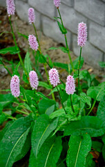 Rdest wężownik w ogrodzie, różowy rdest, Bistorta officinalis, Persicaria bistorta, bistort, common bistort, European bistort, meadow bistort © kateej