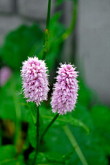 Rdest wężownik na zielonym, rozmytym tle, różowy rdest, Bistorta officinalis, Persicaria bistorta, bistort, common bistort, European bistort, meadow bistort © kateej