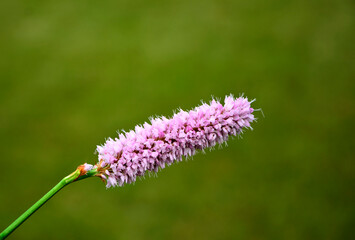Rdest wężownik na zielonym, rozmytym tle, różowy rdest, Bistorta officinalis, Persicaria bistorta, bistort, common bistort, European bistort, meadow bistort © kateej