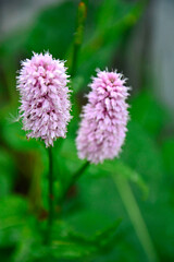 Rdest wężownik na zielonym, rozmytym tle, różowy rdest, Bistorta officinalis, Persicaria bistorta, bistort, common bistort, European bistort, meadow bistort © kateej