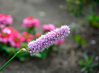 Rdest wężownik na rozmytym tle, różowy rdest, Bistorta officinalis, Persicaria bistorta, bistort, common bistort, European bistort, meadow bistort © kateej