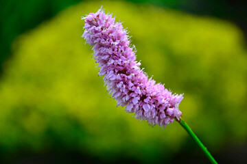 Rdest wężownik na żółtym, rozmytym tle, różowy rdest, Bistorta officinalis, Persicaria bistorta, bistort, common bistort, European bistort, meadow bistort © kateej