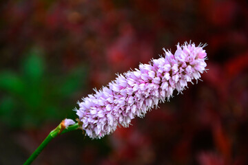 Rdest wężownik na czerwonym, rozmytym tle, różowy rdest, Bistorta officinalis, Persicaria bistorta, bistort, common bistort, European bistort, meadow bistort  © kateej