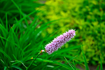 Rdest wężownik na zielonym, rozmytym tle, różowy rdest, Bistorta officinalis, Persicaria bistorta, bistort, common bistort, European bistort, meadow bistort © kateej