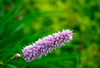 Rdest wężownik na zielonym, rozmytym tle, różowy rdest, Bistorta officinalis, Persicaria bistorta, bistort, common bistort, European bistort, meadow bistort © kateej