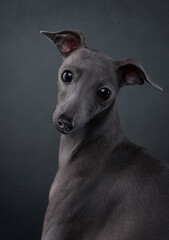 An Italian Greyhound dog gazes attentively against a dark background, showcasing its sleek and elegant profile.