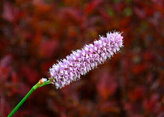 Rdest wężownik na czerwonym, rozmytym tle, różowy rdest, Bistorta officinalis, Persicaria bistorta, bistort, common bistort, European bistort, meadow bistort