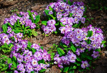 pierwiosnek, prymula, primula Balerina odmiana BELARINA Purple Dawn o pełnych kwiatach, Primula vulgaris BELARINA Purple Dawn, Primrose, pierwiosnek o pełnych kwiatach, white and pink primrose © kateej
