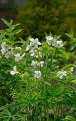 Bodziszek łąkowy Splish Splash, Geranium pratense, bodziszek, Meadow cranesbill Splish Splash flower