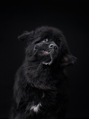 A Newfoundland dog sits against a dark background, showcasing its thick fur and gentle expression.