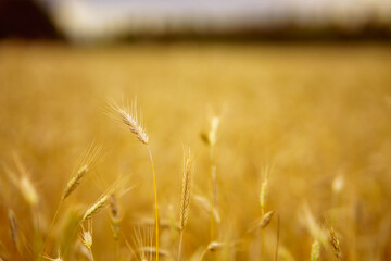 Fototapeta premium the photograph captures a serene autumn field of rye, stretching endlessly under a soft ,golden light.