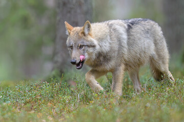 Young grey wolf (Canis lupus) in forest