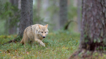 Young grey wolf (Canis lupus) in forest