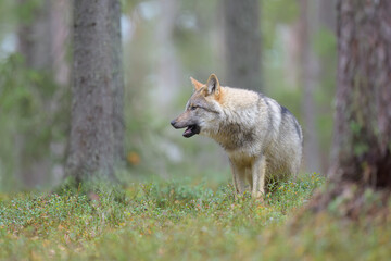 Young grey wolf (Canis lupus) in forest