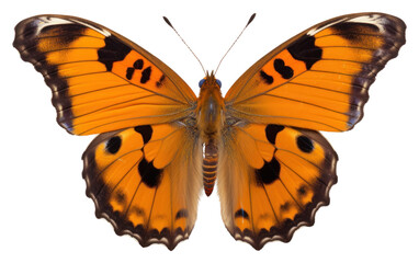 Fototapeta premium PNG Butterfly animal insect moth.