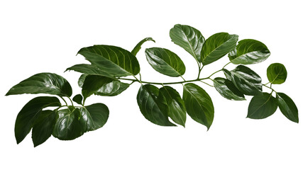 Obraz premium Green leafy branch isolated on white background