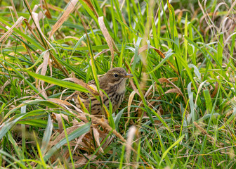 Meadow Pipit (Anthus pratensis) at Bull Island, Dublin, commonly found in Irish grasslands