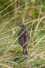Meadow Pipit (Anthus pratensis) at Bull Island, Dublin, commonly found in Irish grasslands