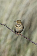Meadow Pipit (Anthus pratensis) at Bull Island, Dublin, commonly found in Irish grasslands