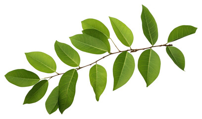 Naklejka premium PNG Plant green leaf tree.