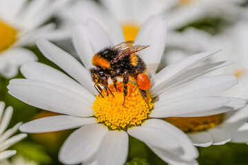 A beautiful bumblebee pollinating a chamomile flower with pollen on it's legs 