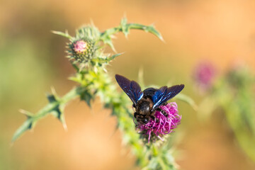 Black bee on purple thistle flower