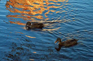 City ducks on the lake with reflection of setting sun. Kyiv, Ukraine
