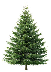 Fototapeta premium PNG Real Christmas tree background decoration christmas.