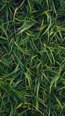 Lush green grass covering the ground in a natural outdoor setting under daylight
