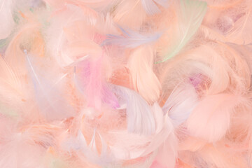 Colorful feather background, top view.