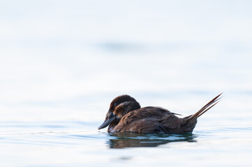 White-headed Duck, Oxyura leucocephala, swimming on a lake wetland wildlife