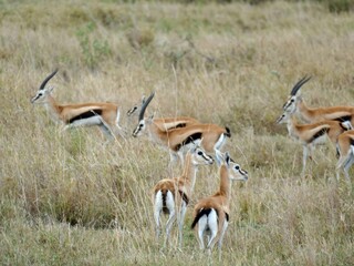 Herd of thomson gazelles walking on savanna